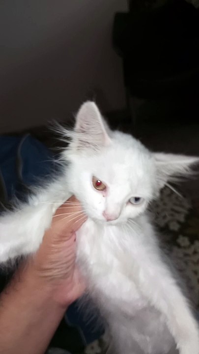 Most beautiful cat
