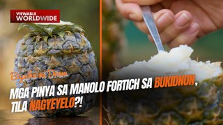 Mga pinya sa Manolo Fortich sa Bukidnon, tila nagyeyelo?! | Biyahe ni Drew