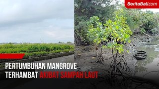 Pertumbuhan Mangrove Terhambat Akibat Sampah Laut