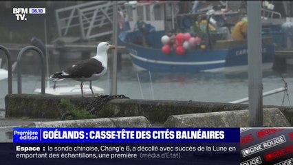 下载视频: Dans le Finistère, des cités balnéaires envahies par des goélands tentent de trouver des solutions pour cohabiter