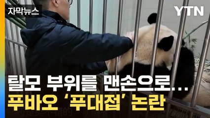 [자막뉴스] 탈모 부위를 맨손으로...'푸대접 논란' 푸바오 / YTN