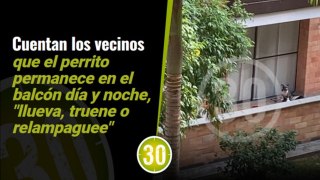 ¡Maltrato animal! Perrito en balcon al sol y al agua