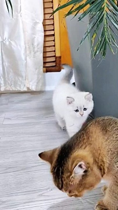 Unforgettable Feline Moments: A Compilation of Marvelous Cat Antics”