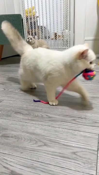 Playful Feline: A Whiskered Athlete’s Ball Game”Cat playing, Funny cat video, Playful kitten, Feline games, Pet entertainment,