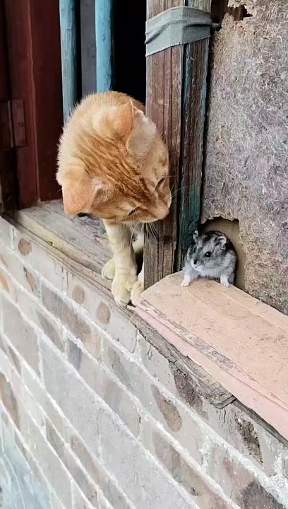 Tom and Jerry #shorts