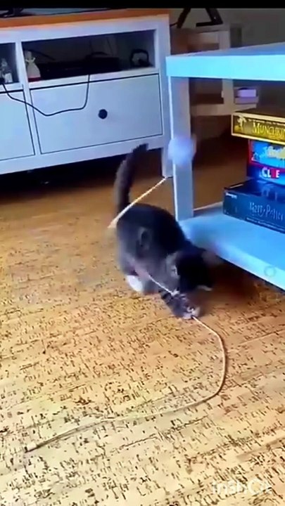Funny cute cat