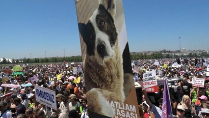 Türkei: Tausende protestieren gegen Tötung von Straßenhunden