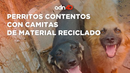 Creativas Ideas para Reutilizar Propaganda y Crear Camitas para Perritos 🐶