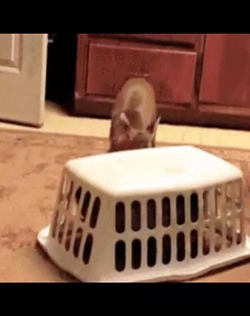 comedy #video comedy video