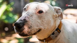 Recherché par la gendarmerie pour être euthanasié, ce chien sauvé in extremis aimerait oublier son terrible passé