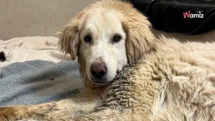 Este perro vivió 1 año con una cuerda que le estrangulaba: el refugio clama al cielo