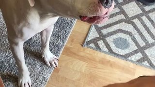 Doggo RESCUES Mama from Playful Attack