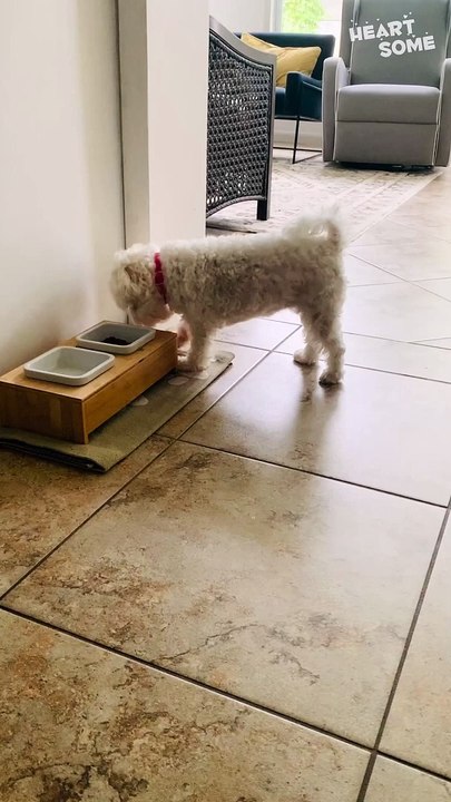 Adorable Pup Masters Every Command