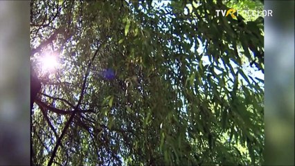 Gheorghe Rosoga - Casa parinteasca, rai dumnezeiesc (arhiva TVR)