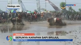 Keseruan Tradisi Karapan Sapi Brujul di Probolinggo Jawa Timur