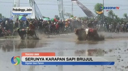 Keseruan Tradisi Karapan Sapi Brujul di Probolinggo Jawa Timur