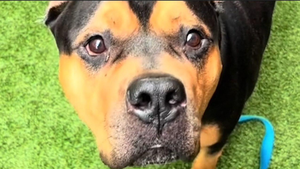 Man turns up to reclaim his dog and shelter staff abandon their protocol
