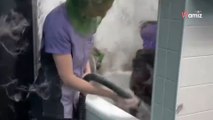 Video of dog groomer handling Husky leaves millions  of viewers shocked