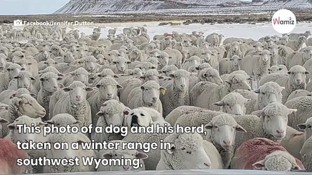 Elusive dog blends seamlessly with herd; only 5% of people can see him. Can you?