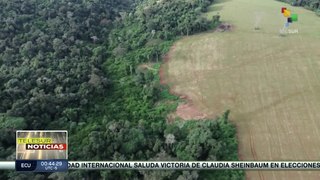 ¡Creando Conciencia! Movimiento Sin Tierra ayuda en la reforestación de Río Grande del Sur