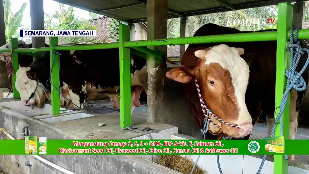 Sapi Jumbo Diminati Pembeli Sebagai Hewan Kurban Idul Adha