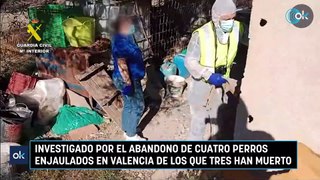 Investigado por el abandono de cuatro perros enjaulados en Valencia de los que tres han muerto