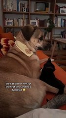 Vidéo mignonne du jour : Un chaton surprend un chien avec un câlin inattendu