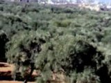 Olive Trees Farm in Sarmin, Syria -غياث غزال ـ سرمين - Giath Gazal