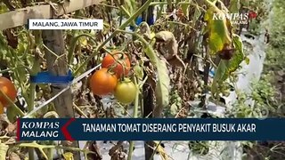 Penyakit Busuk Akar Serang Tanaman Tomat Milik Petani