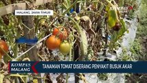 Penyakit Busuk Akar Serang Tanaman Tomat Milik Petani