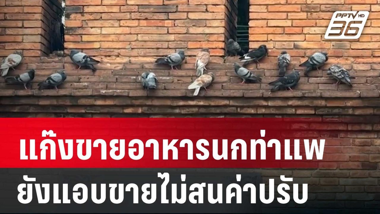 แก๊งขายอาหารนกท่าแพ ยังแอบขายไม่สนค่าปรับ | จับ...