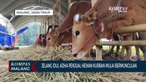 Sapi Lokal dari Madura Paling Diminati Jelang Idul Adha