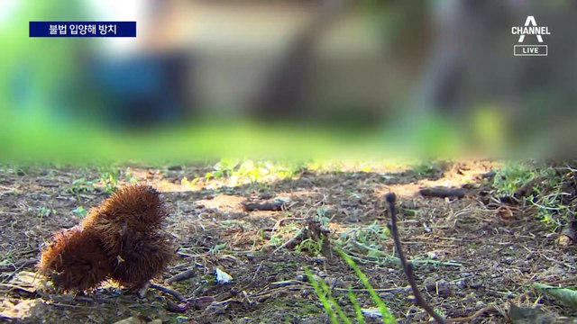 불법 입양 2주 만에 사망한 아기…밭에 암매장