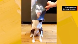 Hauska video: Kieloittava koira kunnioittaa Kiss-bändin basistia