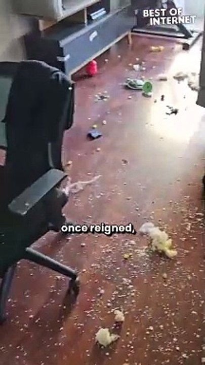 Unleashed Pup Turns Home into Hilarious Disaster Zone