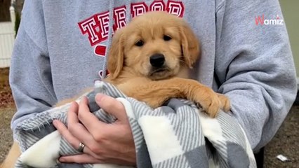 Adoptują najspokojniejszego szczeniaka w miocie, ale pozory okazują się bardzo mylące (video)