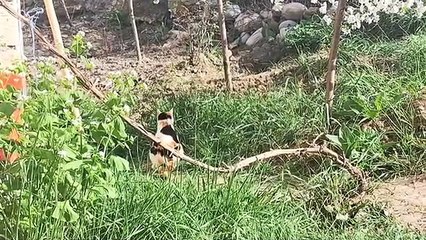 A lovely male street cat was my guest