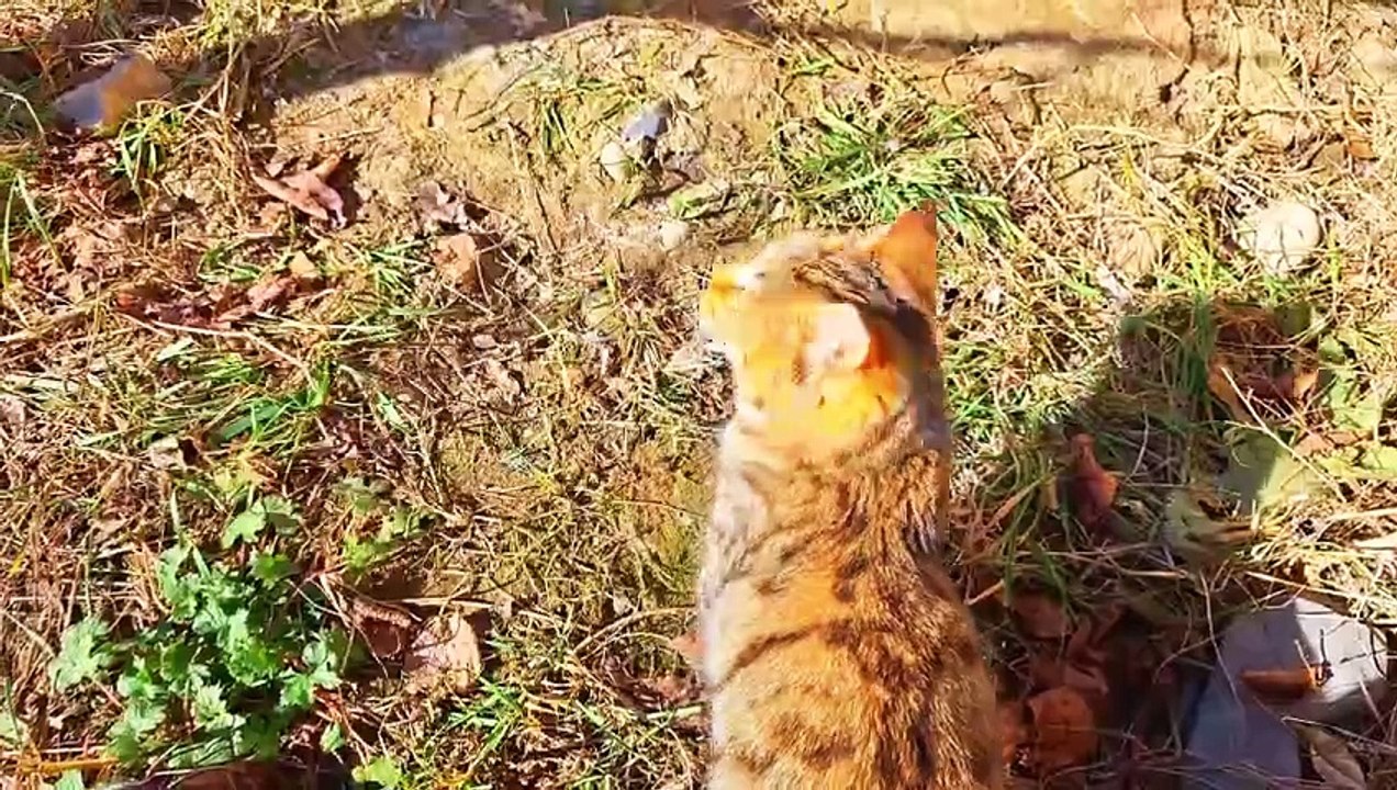 Playful Cute kitten and cute cat  These cats are very beautiful.