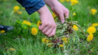 Cómo Eliminar Los Dientes De León Sin Productos Químicos