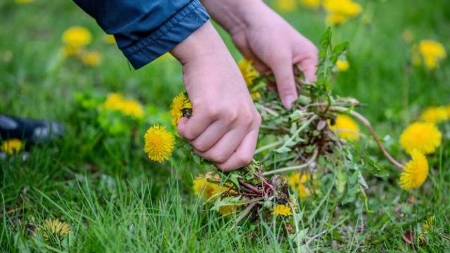 Cómo Eliminar Los Dientes De León Sin Productos Químicos