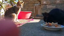 Cute kittens eating with Dog (Cute kittens and friendly dog)