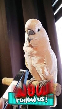 #pets #nature # trending#ytshorts #sparow #nail #cutting