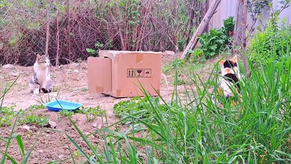 A Male Cat wants to mate with a Pregnant Cat (Funny and interesting Cats) #catvideos