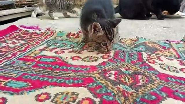 Cute Kittens eat with their Mother #catvideos #kittens