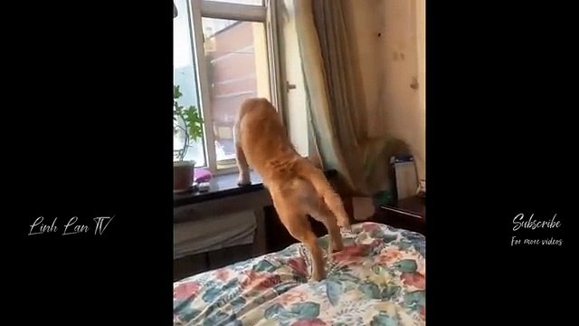 Cười Sảng Khoái Với Những Khoảnh Khắc Vui Nhộn Hài Hước Và Lầy Lội Nhất P22