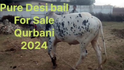 Pure Desi breed desi bull