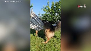 Ce chien fait tous les efforts du monde pour réussir à se mettre dans le hamac, mais ce n'est pas évident !