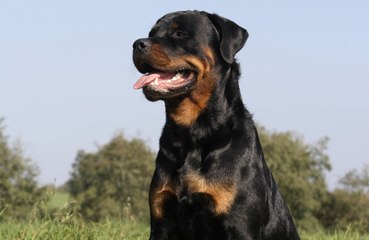 Dogs have lost some of their communication skills as a result of domestication