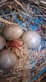 Wagtail chicks hatching