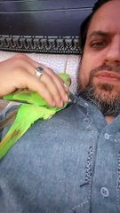 Me and my parrot #shorts #viral #trending #foryou #tiktok #delicious #gaming #reels#dailymotion #France #Pakistan #Algeria #India #USA #Iran #entertainment #tour #fun